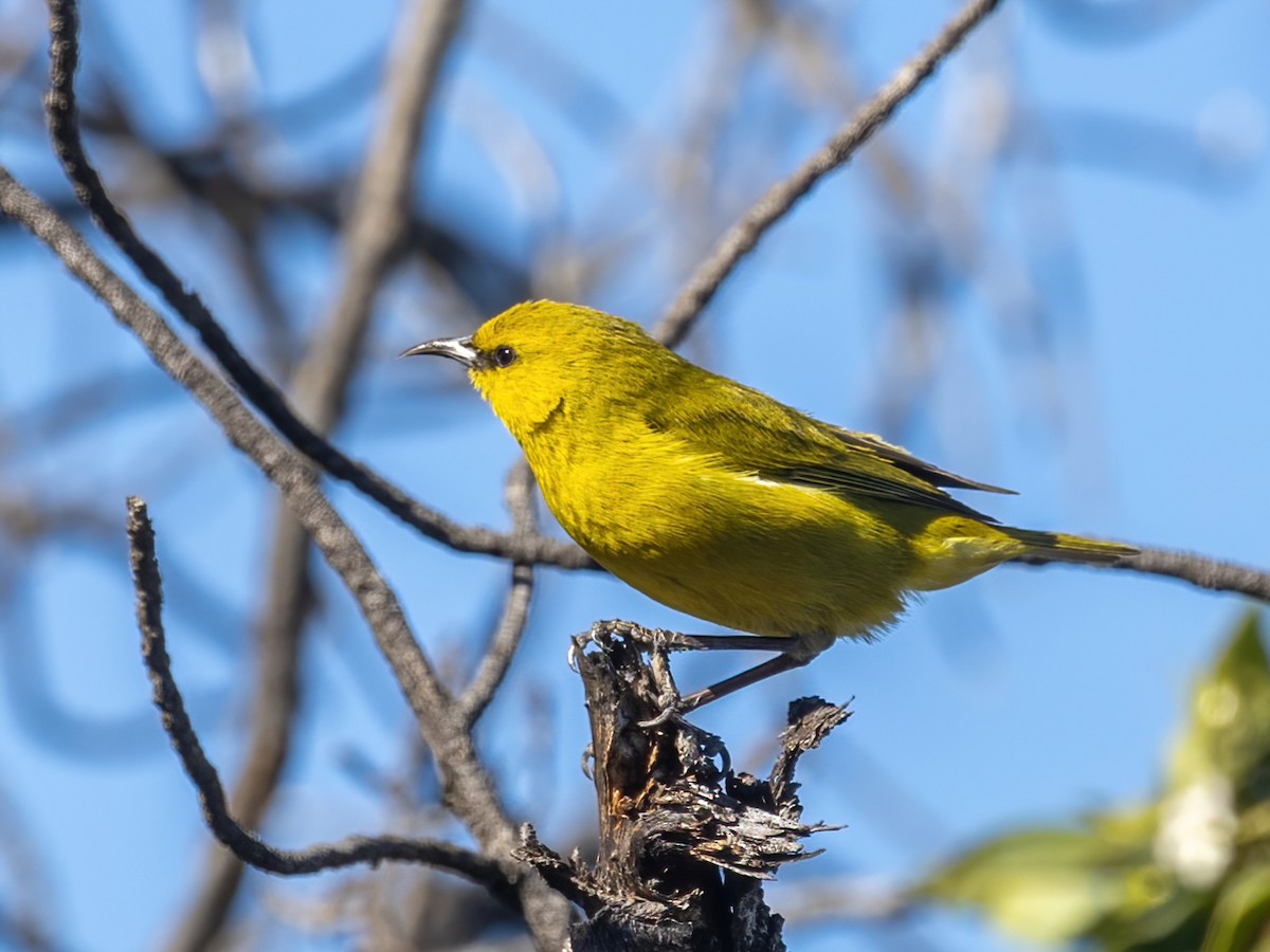 Hawaii-Amakihikleidervogel - ML616449905