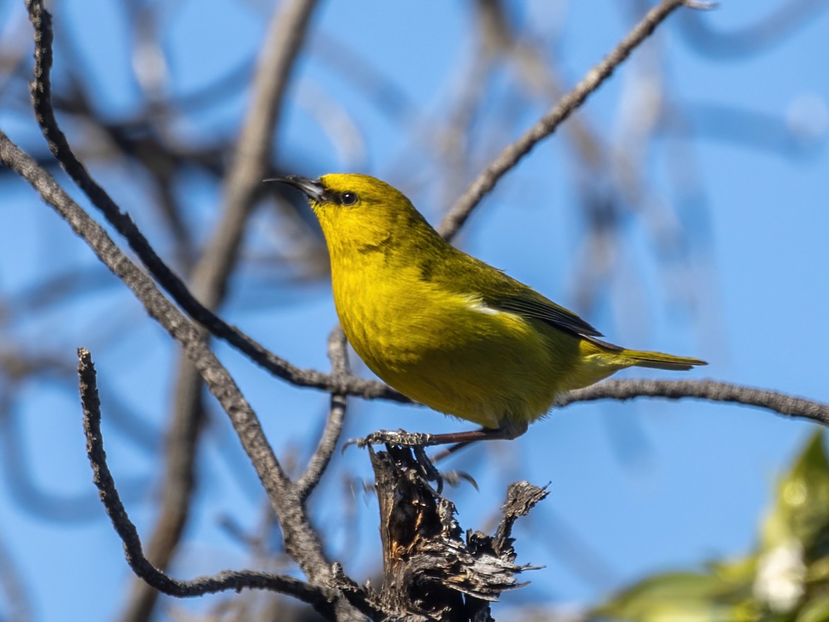 Hawaii-Amakihikleidervogel - ML616449907