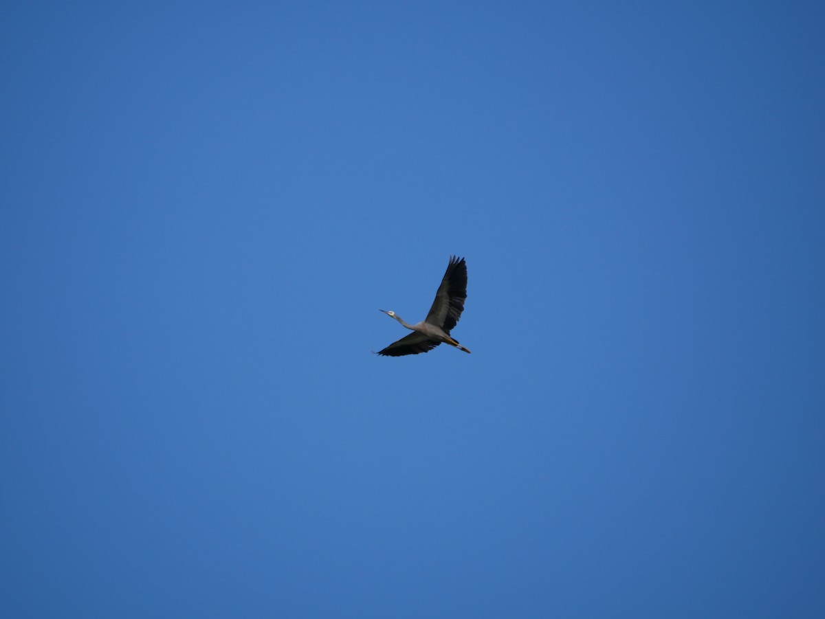 White-faced Heron - Jack C