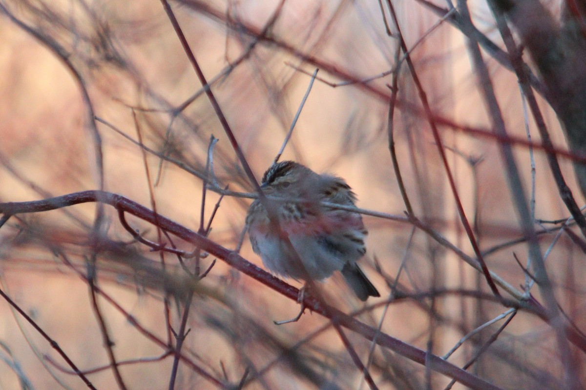 Savannah Sparrow - James Teitgen