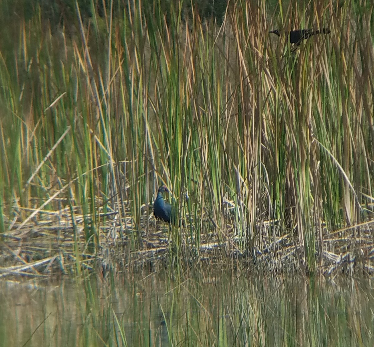 Gray-headed Swamphen - Joe MDO