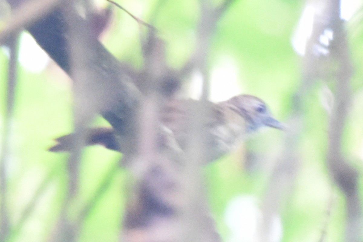 Pale-breasted Illadopsis - ML616450011