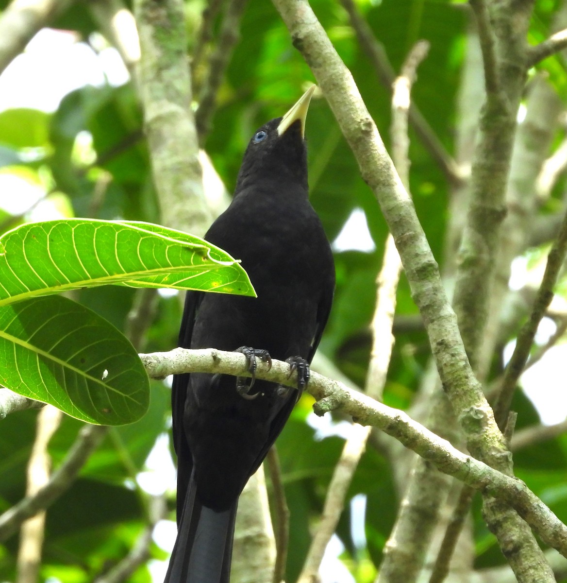 Red-rumped Cacique - ML616450012