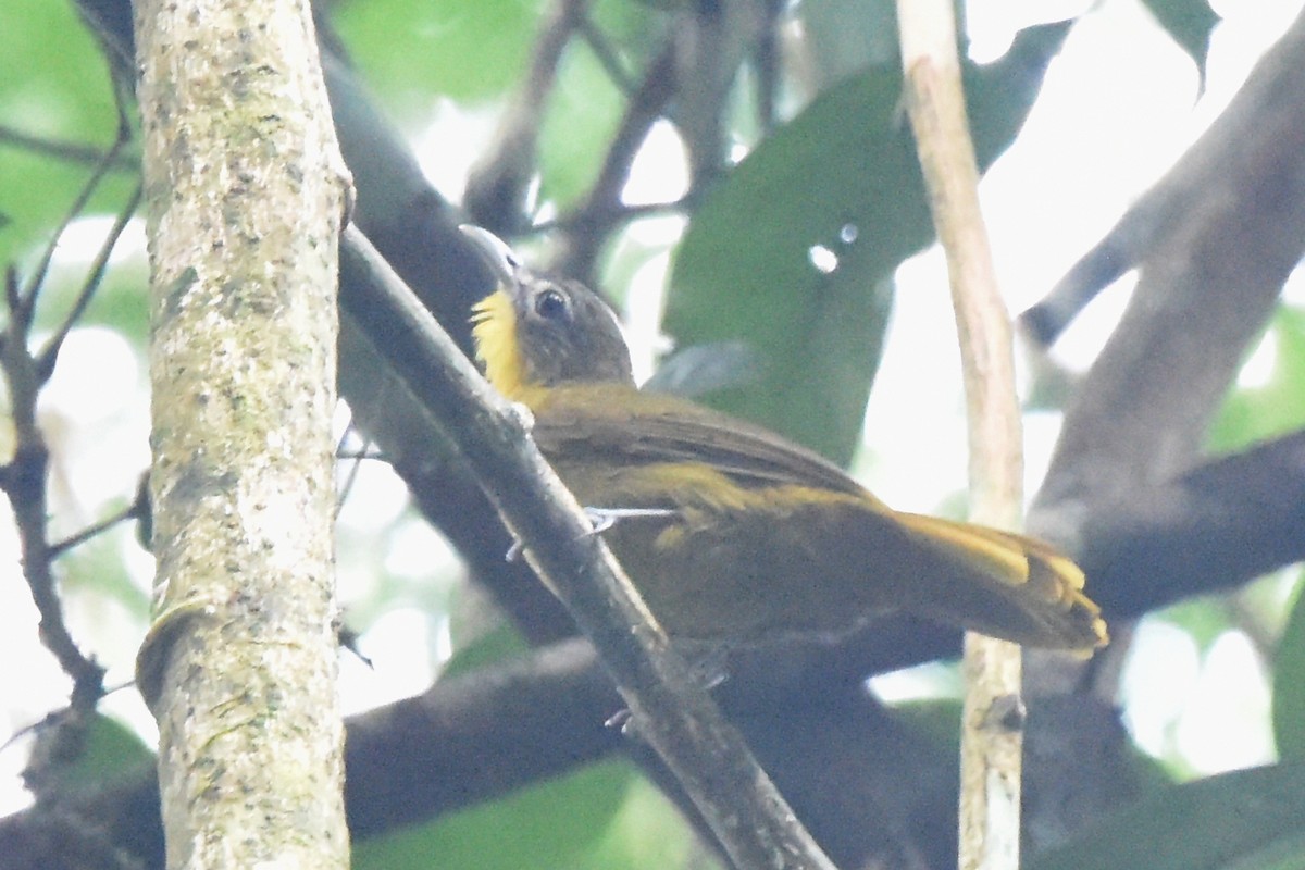 Western Bearded-Greenbul - ML616450018