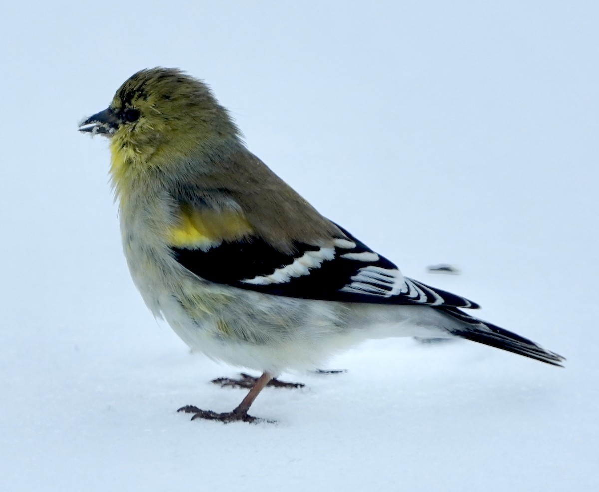 American Goldfinch - ML616450044