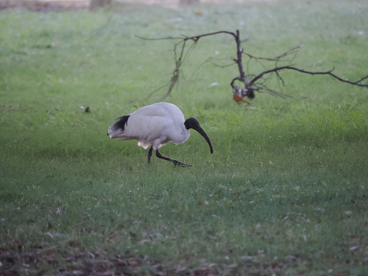 ibis australský - ML616450050