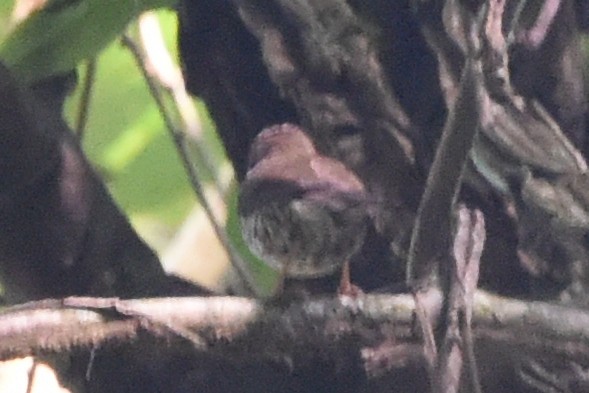 Red-fronted Antpecker - ML616450104