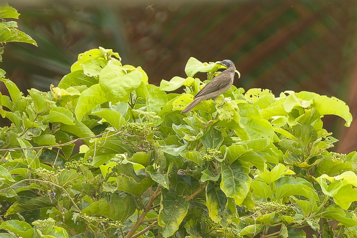 Streak-headed Honeyeater - ML616450139