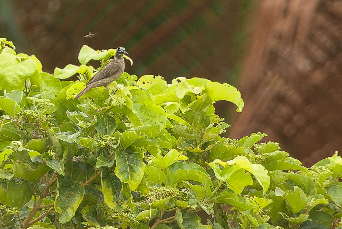 Streak-headed Honeyeater - ML616450140