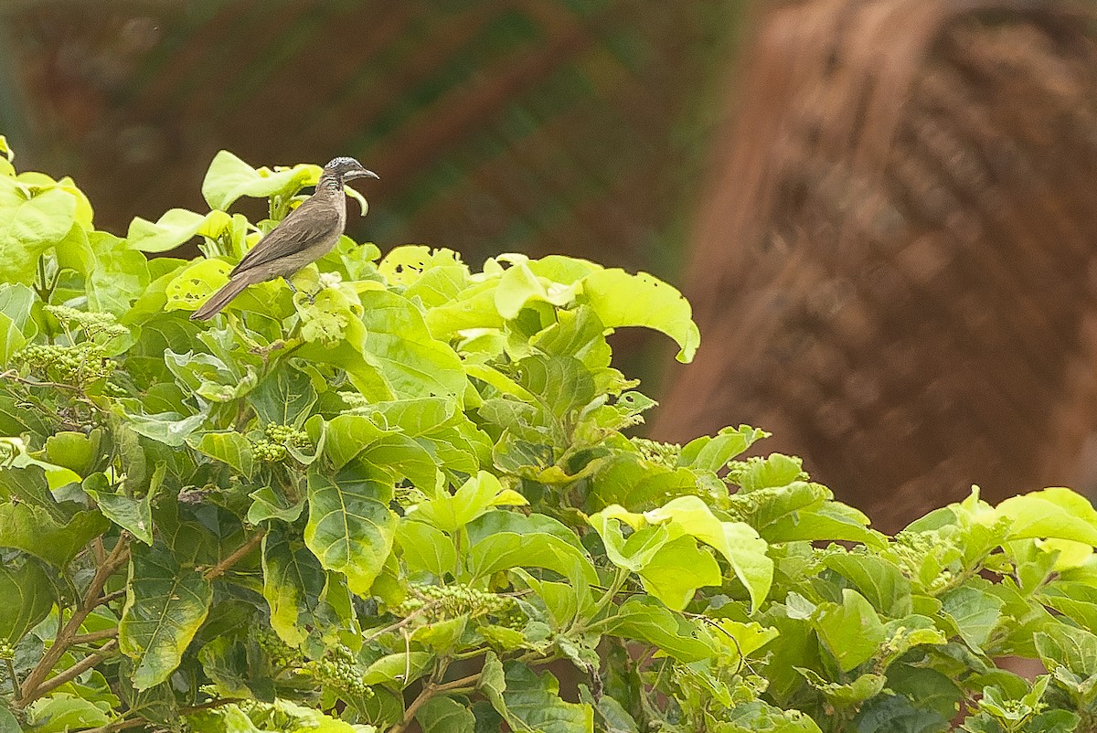 Streak-headed Honeyeater - ML616450142