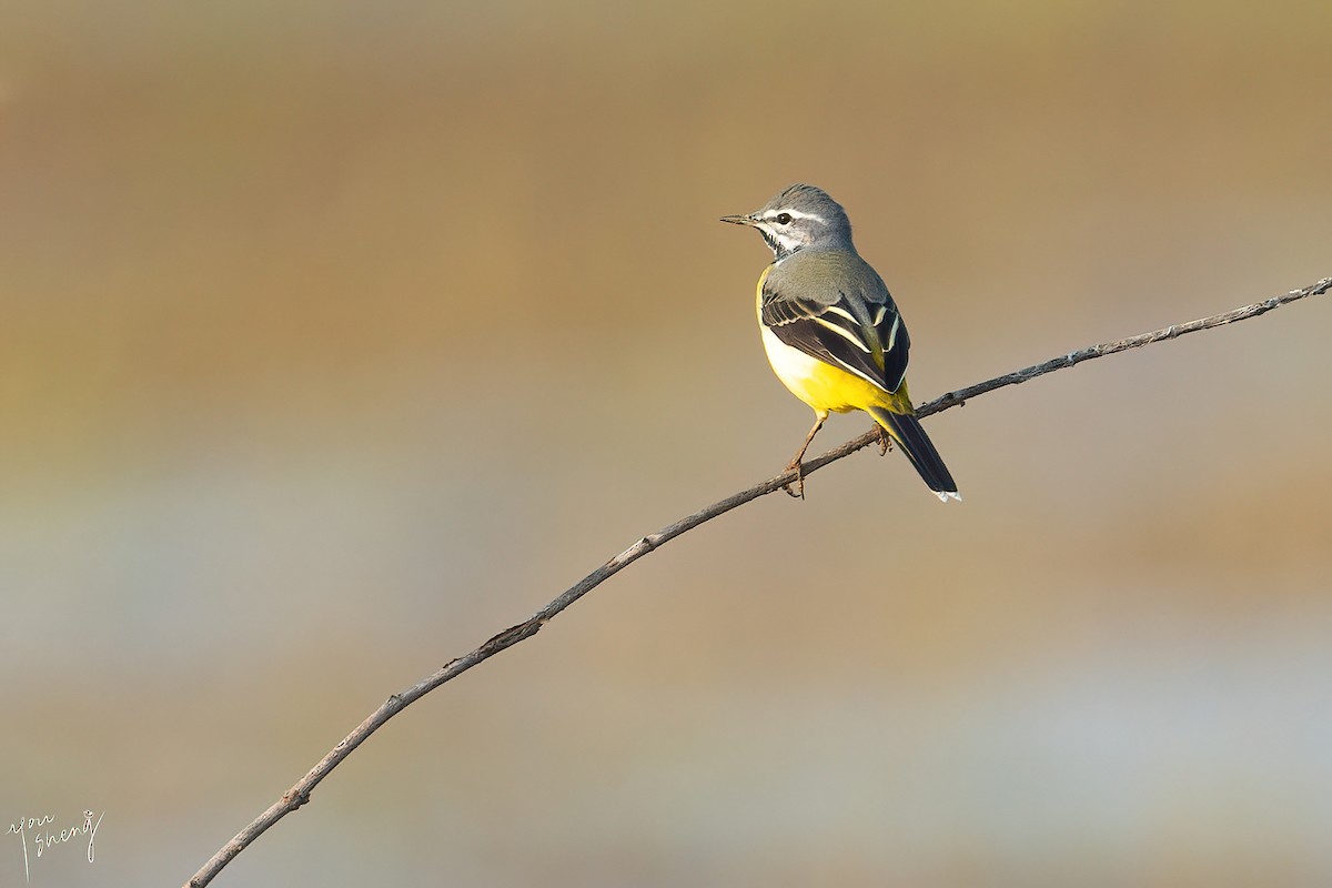 Gray Wagtail - ML616450157