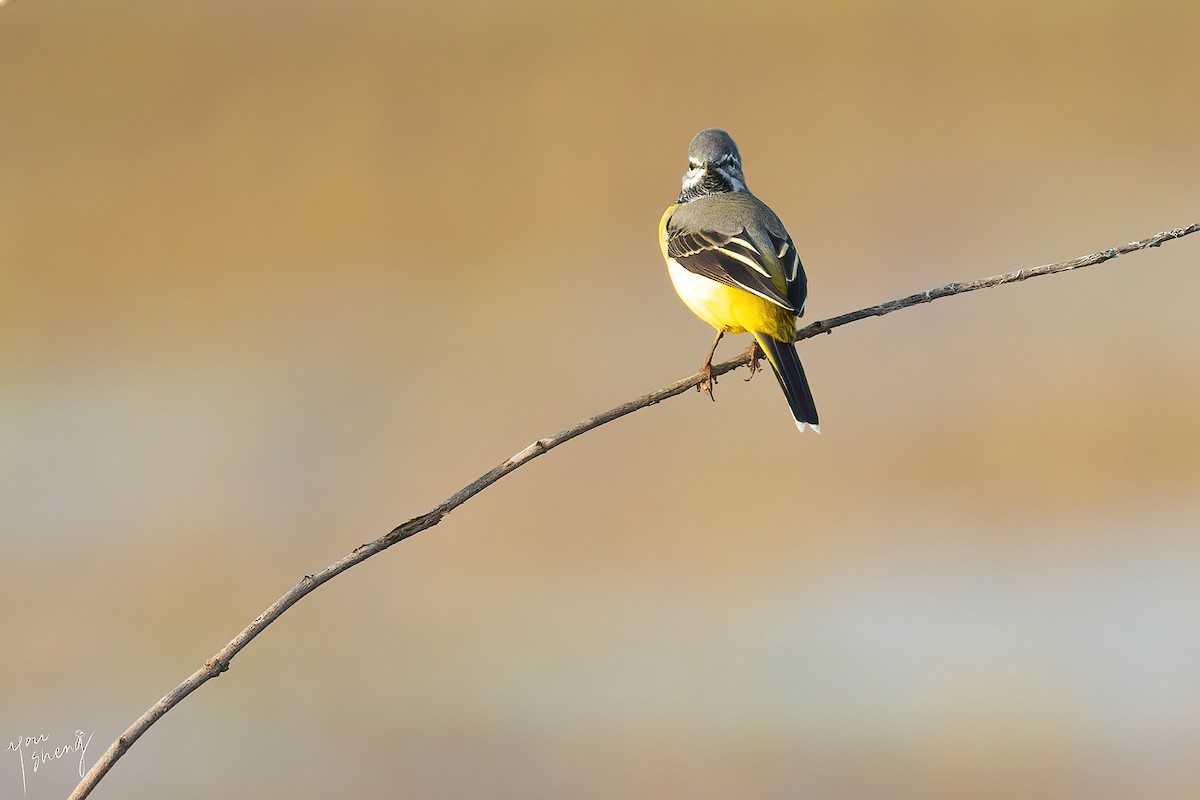 Gray Wagtail - ML616450159