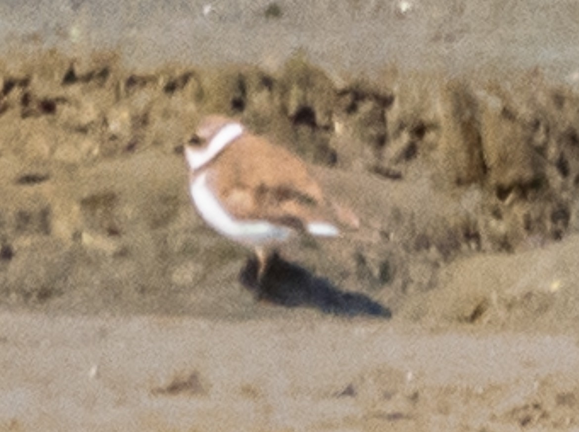 Semipalmated Plover - ML616450187