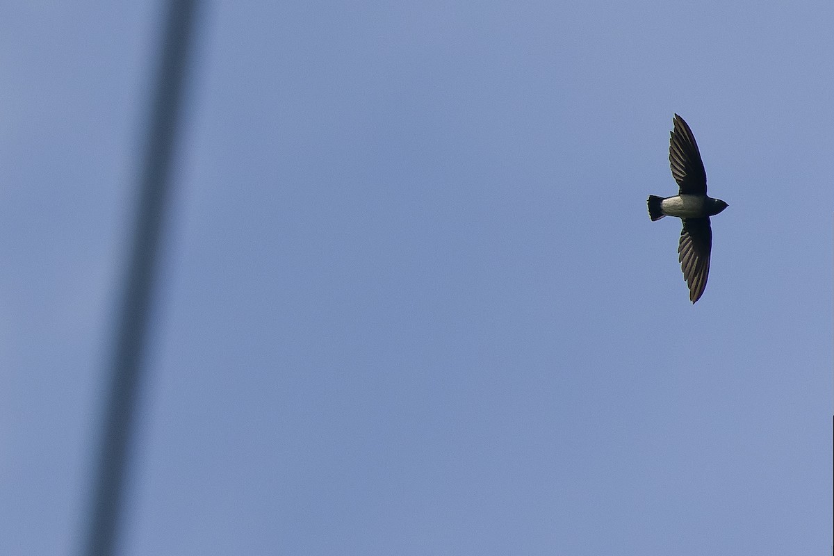 Papuan Spinetail - ML616450301