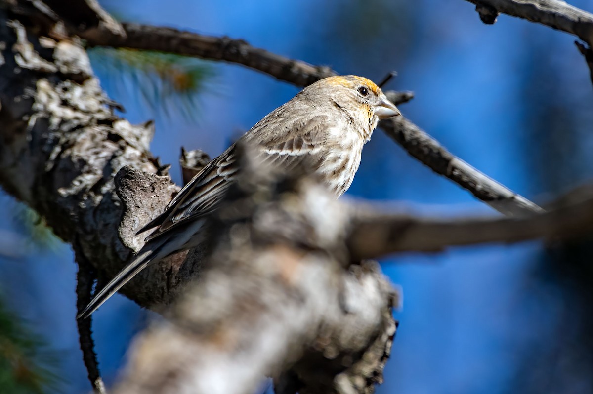 House Finch - Phil Kahler