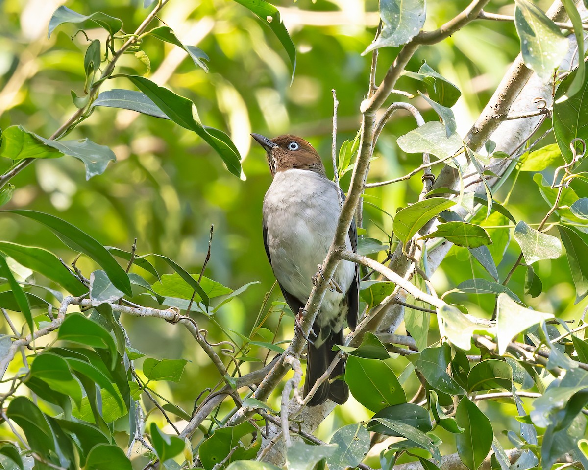 White-eyed Thrush - ML616450341