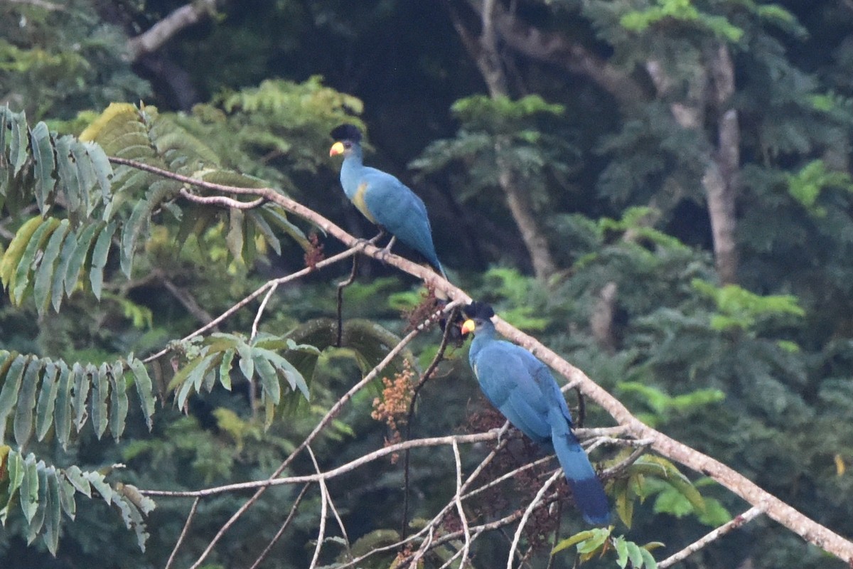 Great Blue Turaco - ML616450384