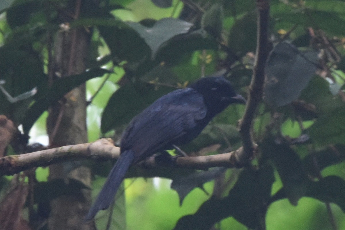 Shining Drongo - ML616450392