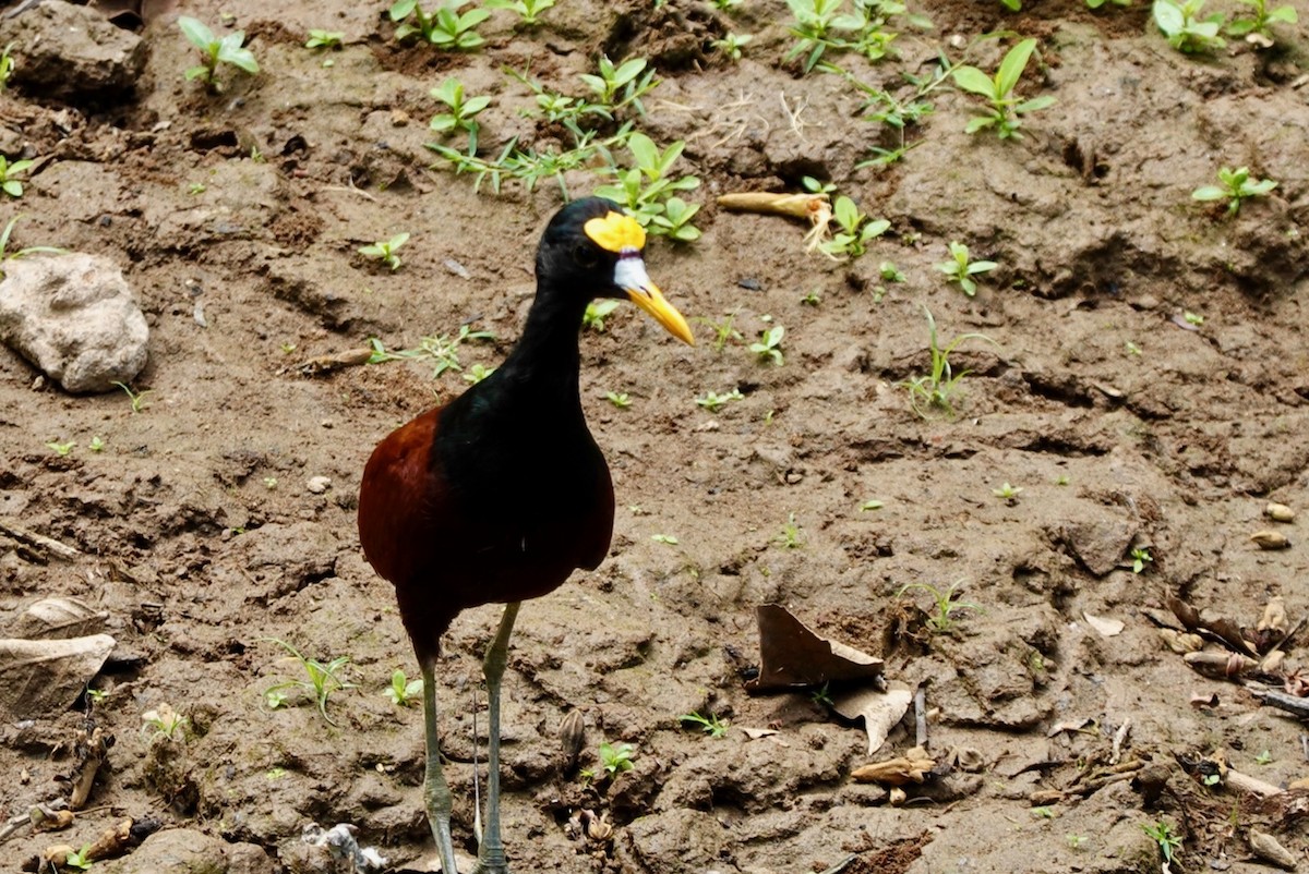 Jacana du Mexique - ML616450407