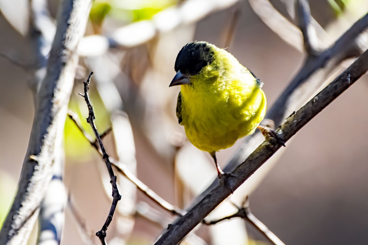 Lesser Goldfinch - ML616450408