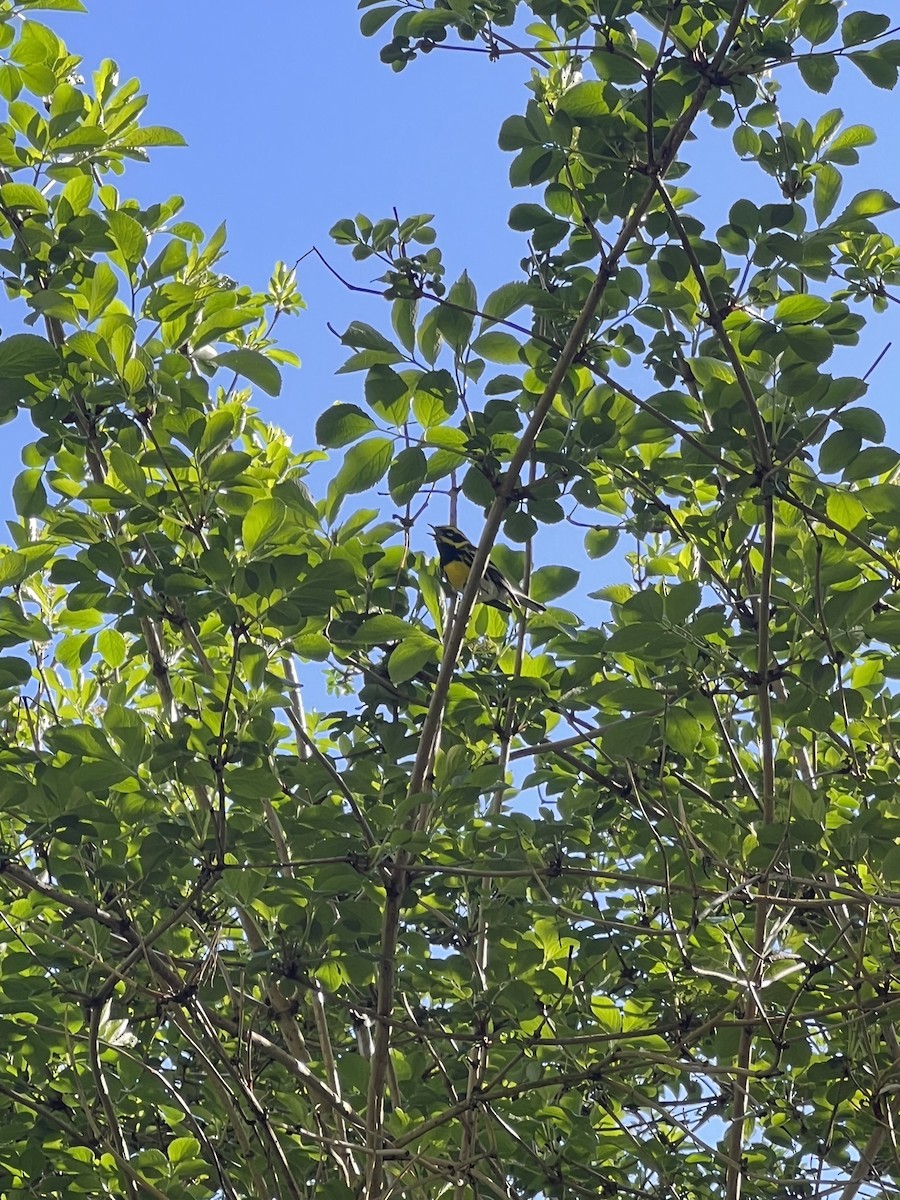 Townsend's Warbler - ML616450411