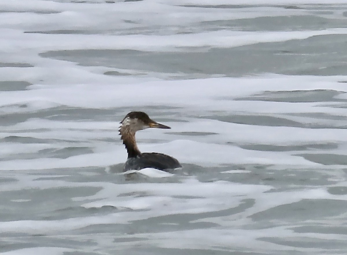 Red-necked Grebe - ML616450437