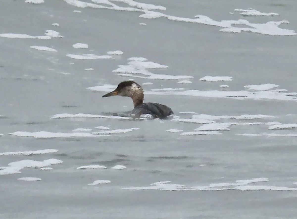Red-necked Grebe - ML616450445