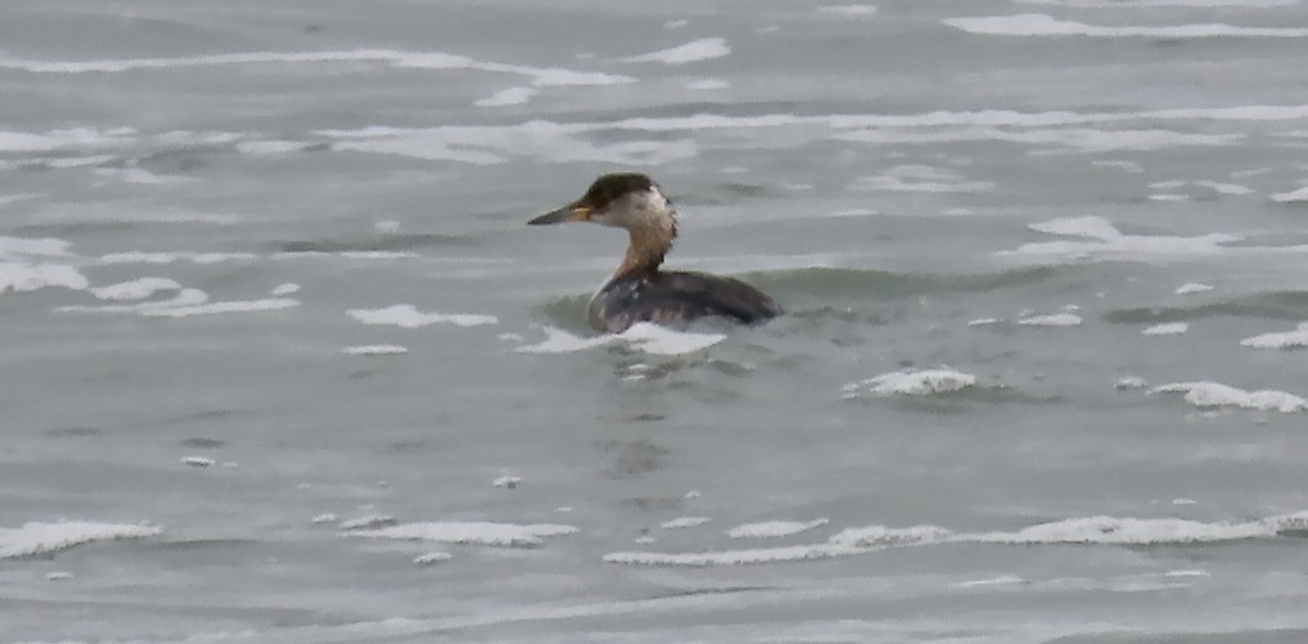 Red-necked Grebe - ML616450448