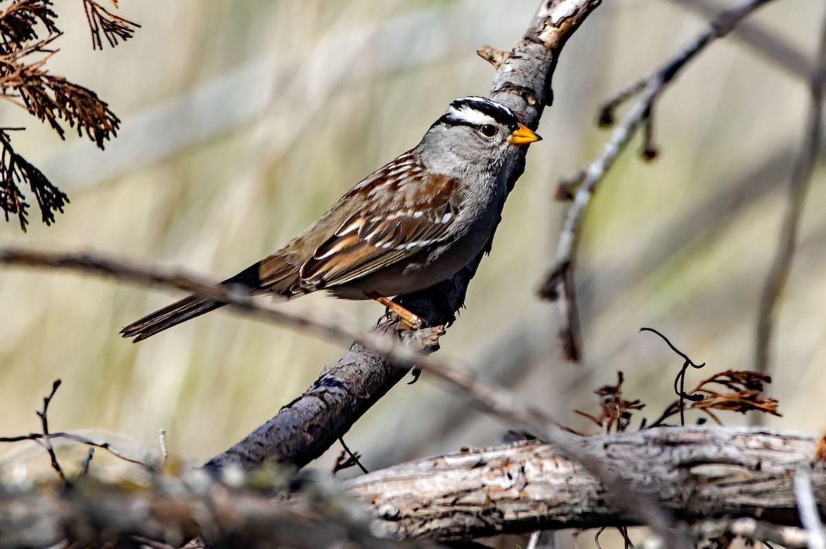 White-crowned Sparrow - Phil Kahler