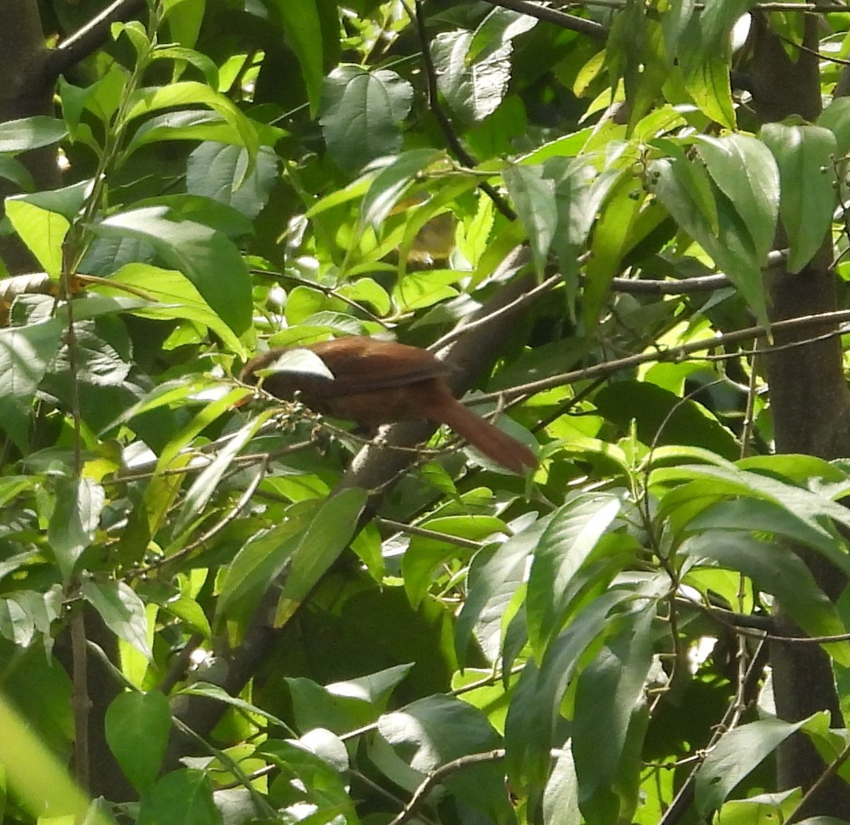 Ruby-crowned Tanager - Albeiro Erazo Farfán