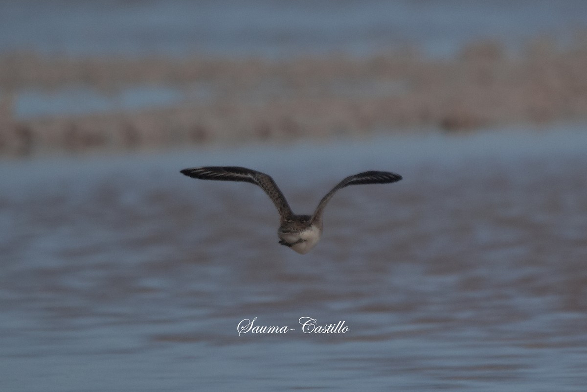 American Golden-Plover - Luis Fernando Sauma Castillo