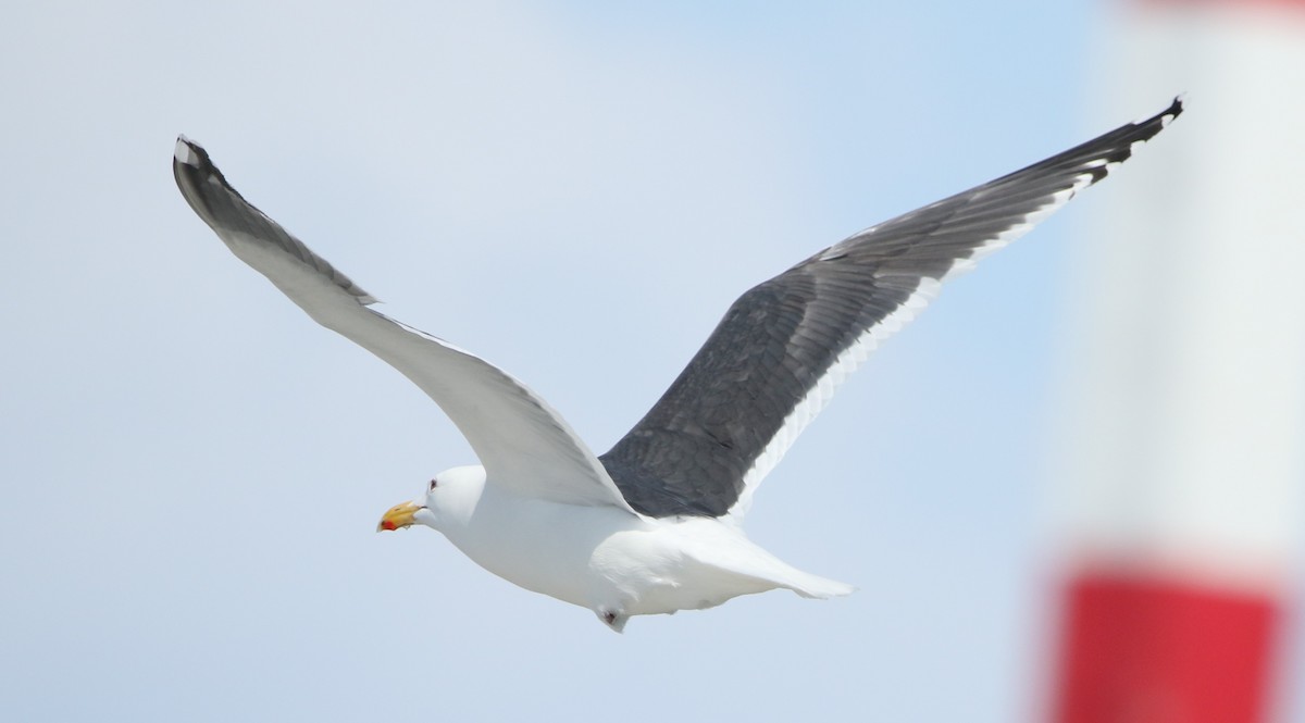 Slaty-backed Gull - ML616450552