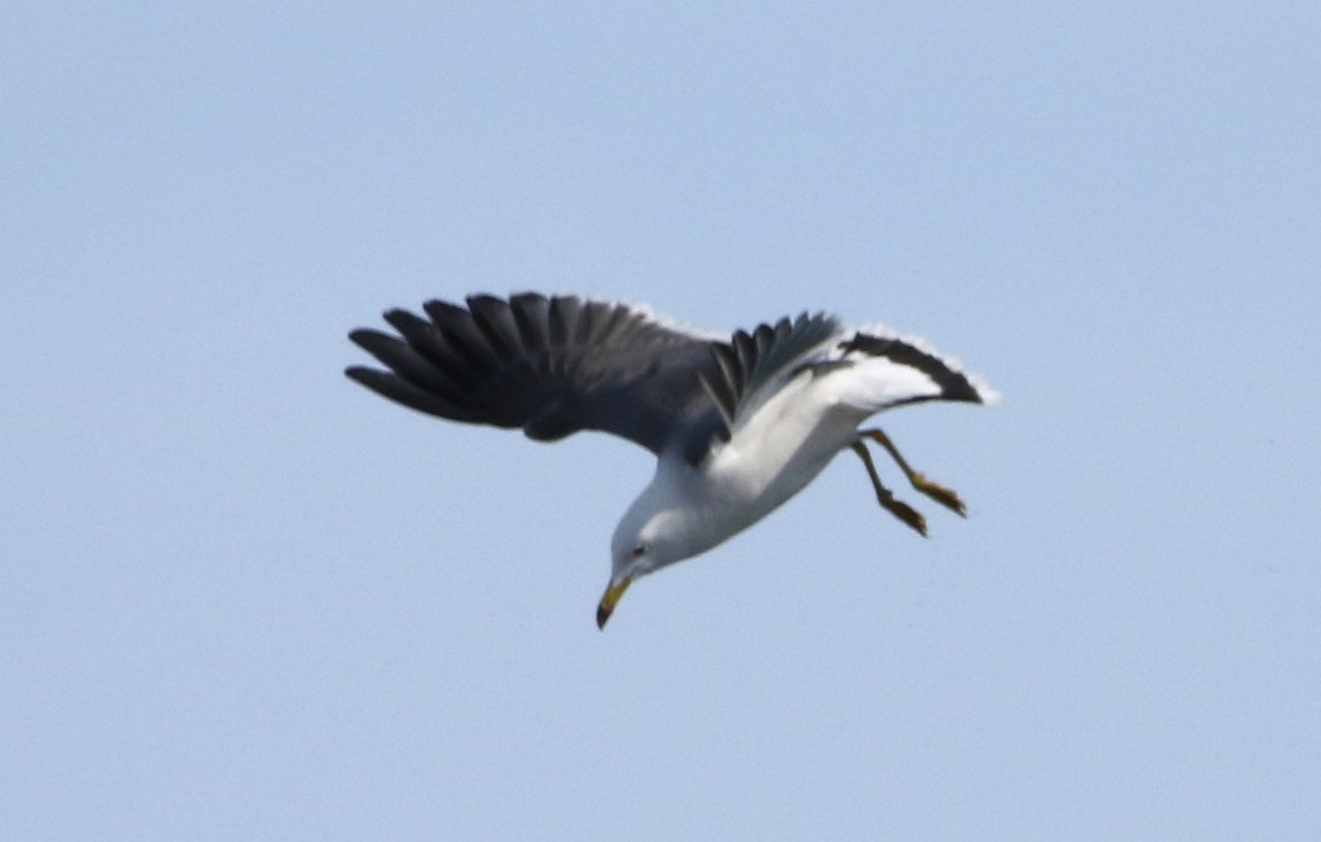 Black-tailed Gull - ML616450560