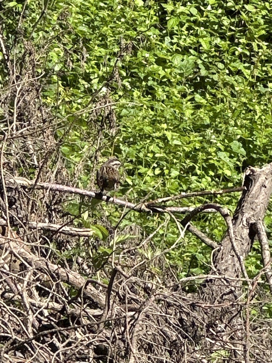 Song Sparrow - ML616450580