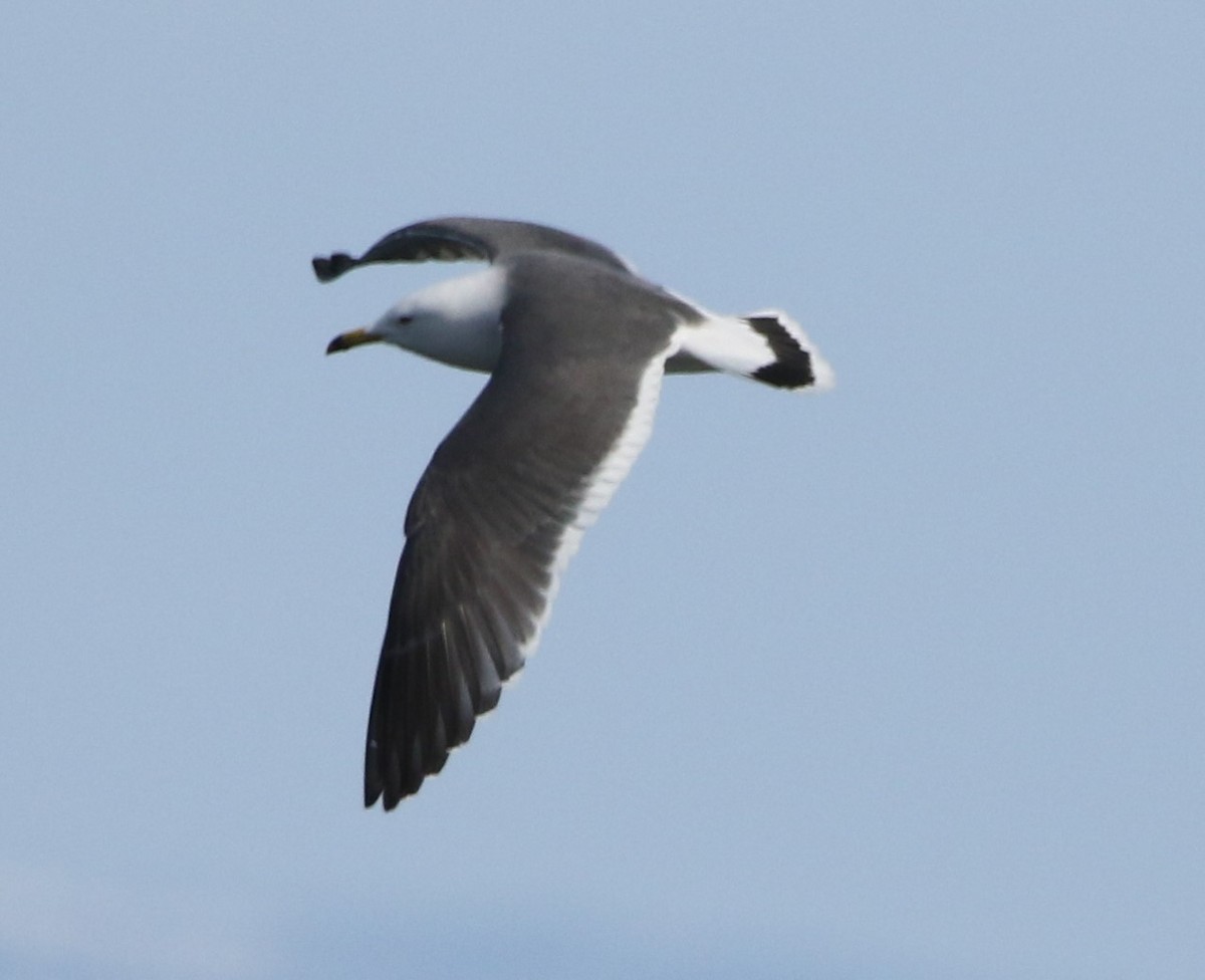 Black-tailed Gull - ML616450587