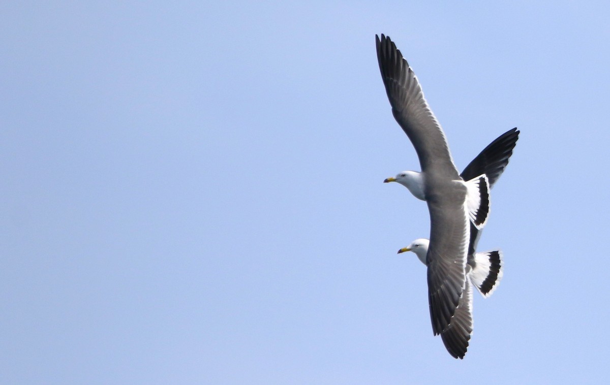 Black-tailed Gull - ML616450590