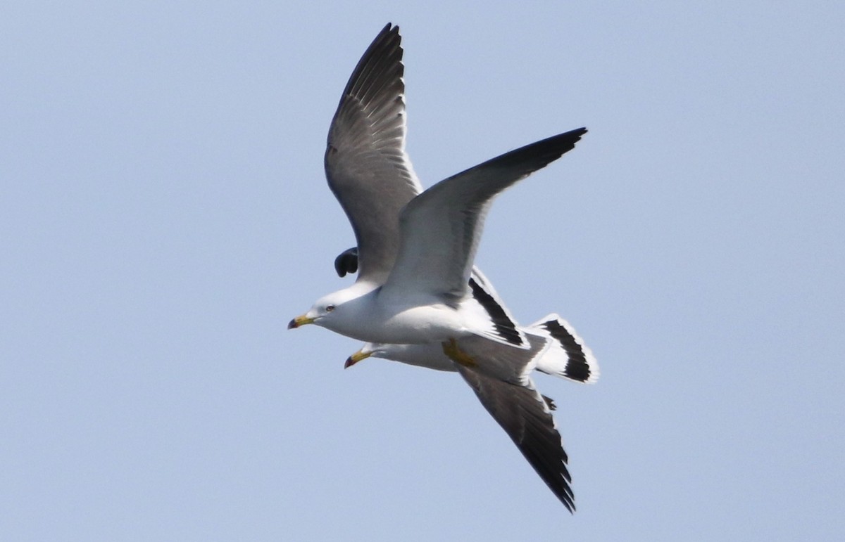 Black-tailed Gull - ML616450594