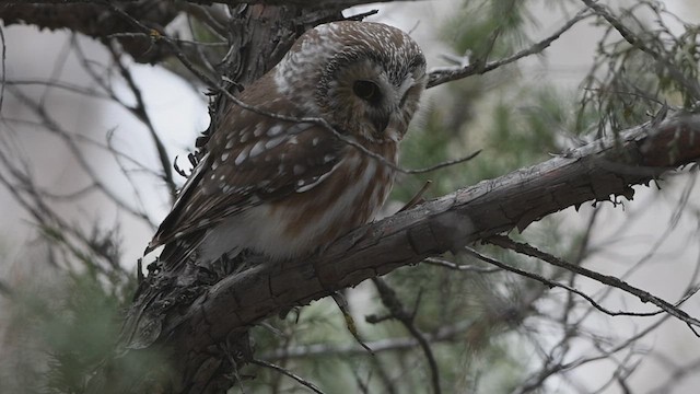 Northern Saw-whet Owl - ML616450596