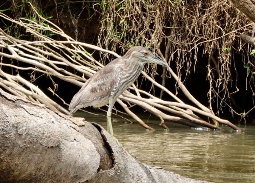 Black-crowned Night Heron - ML616450606