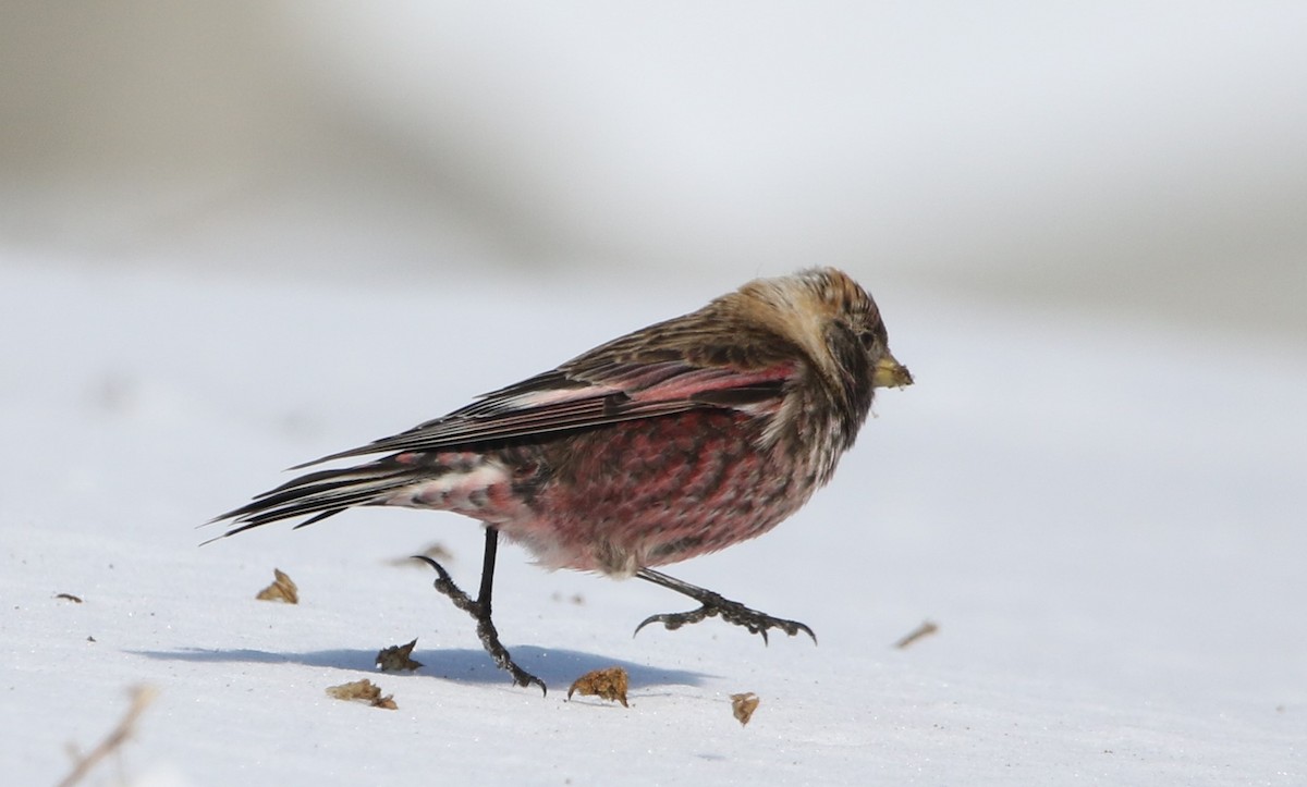 Asian Rosy-Finch - ML616450677