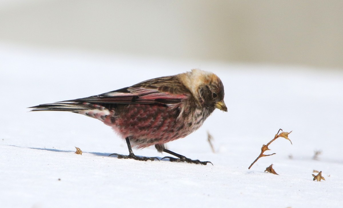 Asian Rosy-Finch - ML616450682