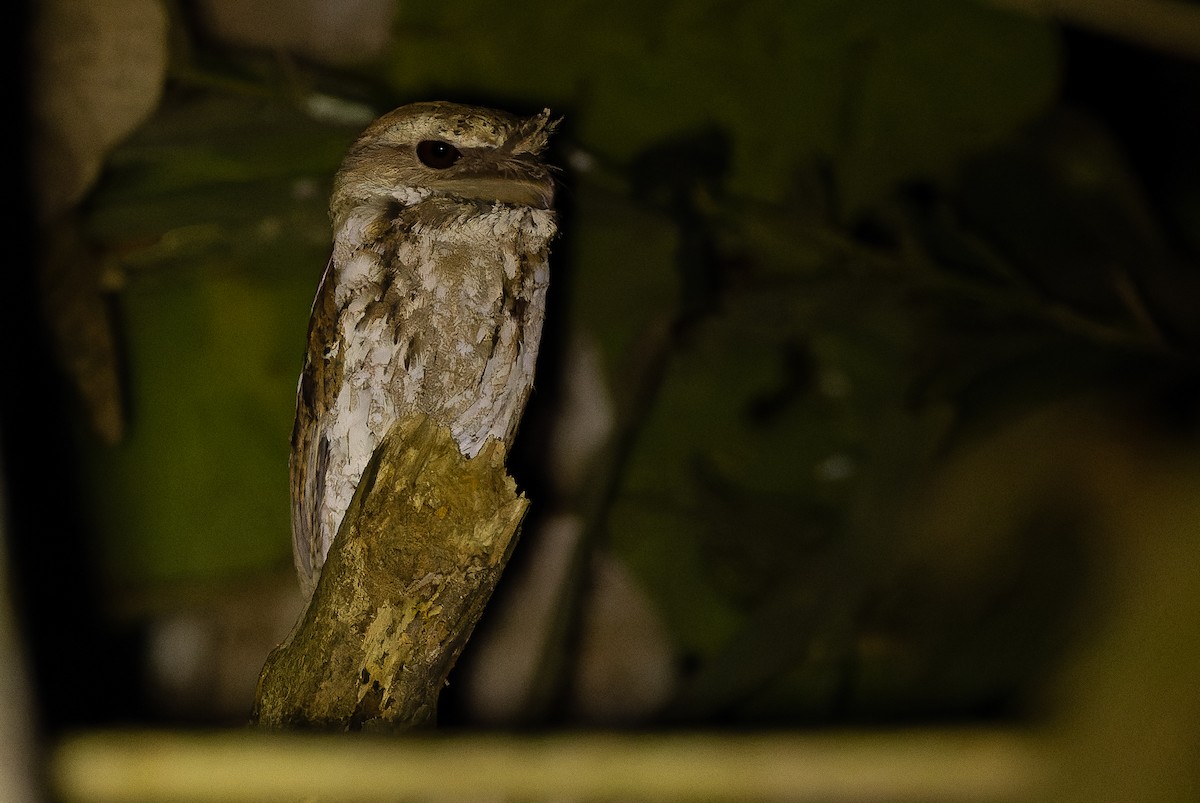 Marbled Frogmouth (Marbled) - Joachim Bertrands