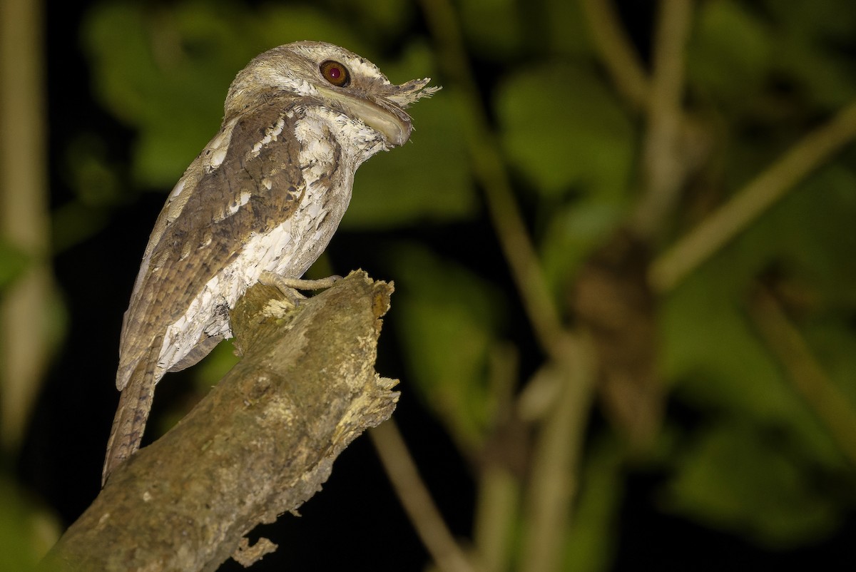 Marbled Frogmouth (Marbled) - Joachim Bertrands
