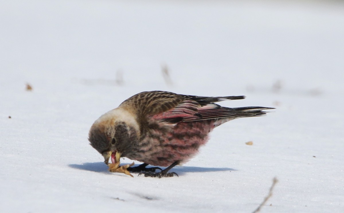 Asian Rosy-Finch - ML616450702