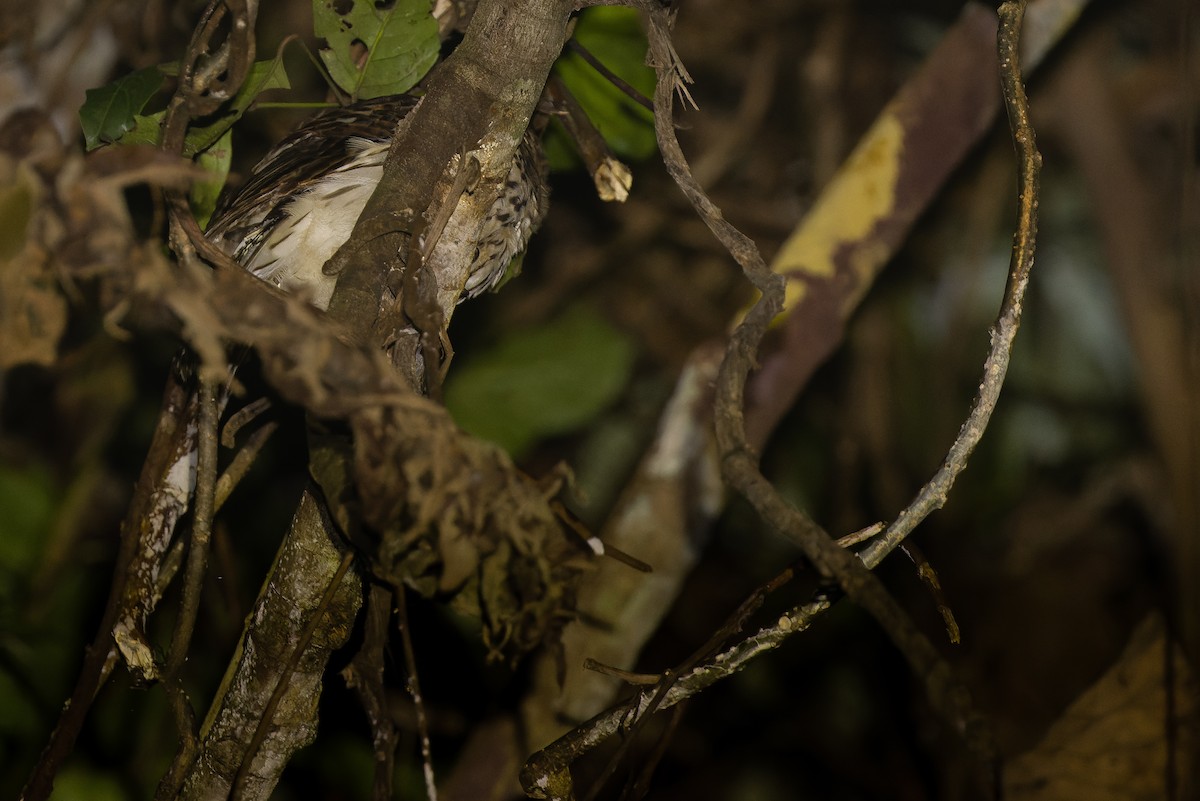 Papuan Owl - Joachim Bertrands