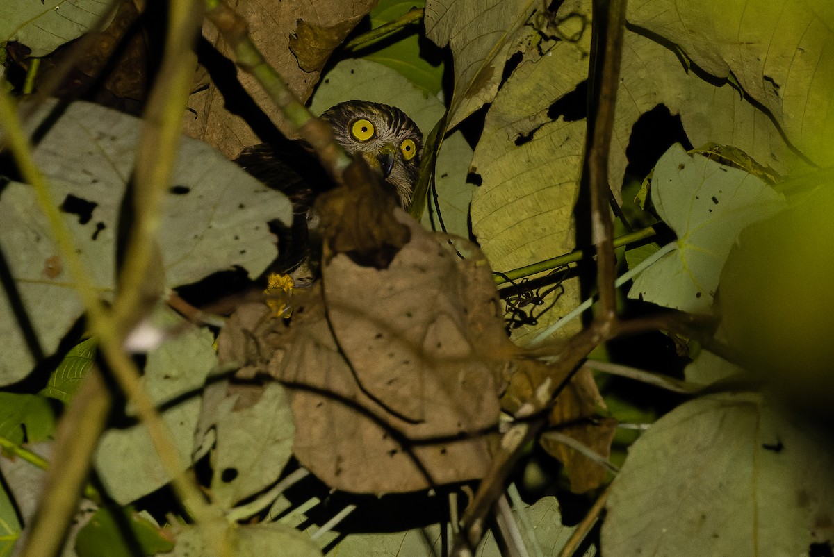 Papuan Owl - Joachim Bertrands