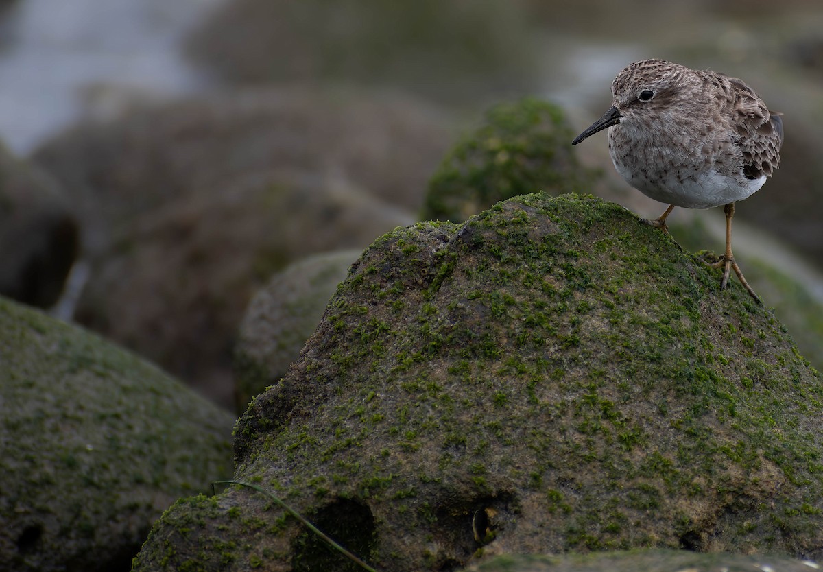 Least Sandpiper - ML616450735