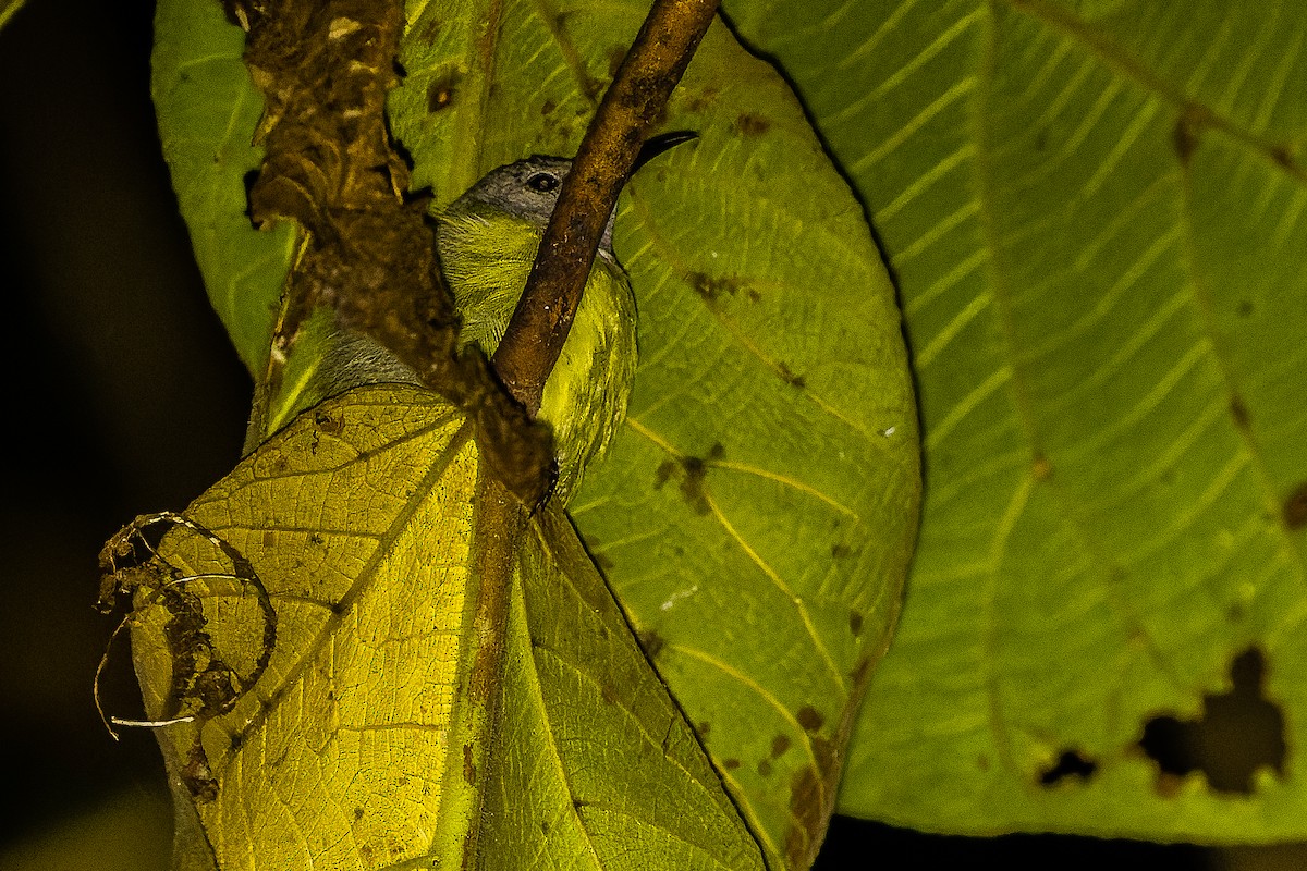 Pygmy Longbill - ML616450751