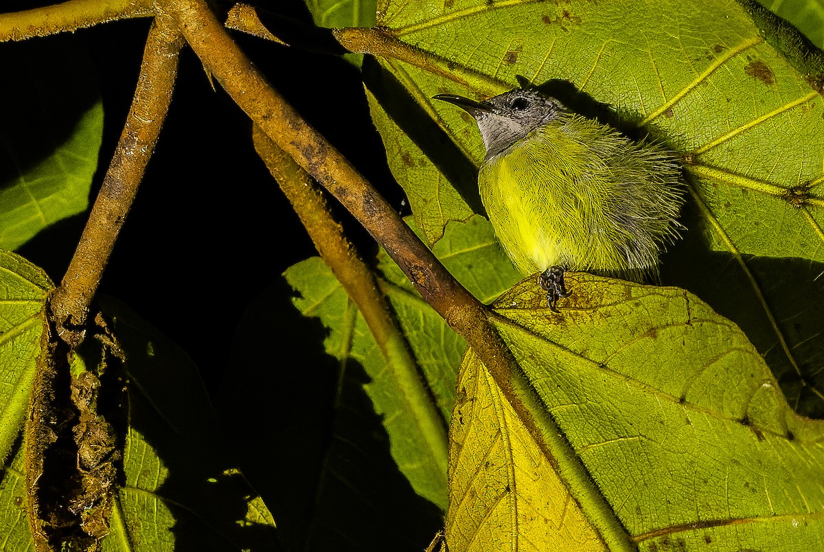 Pygmy Longbill - ML616450752