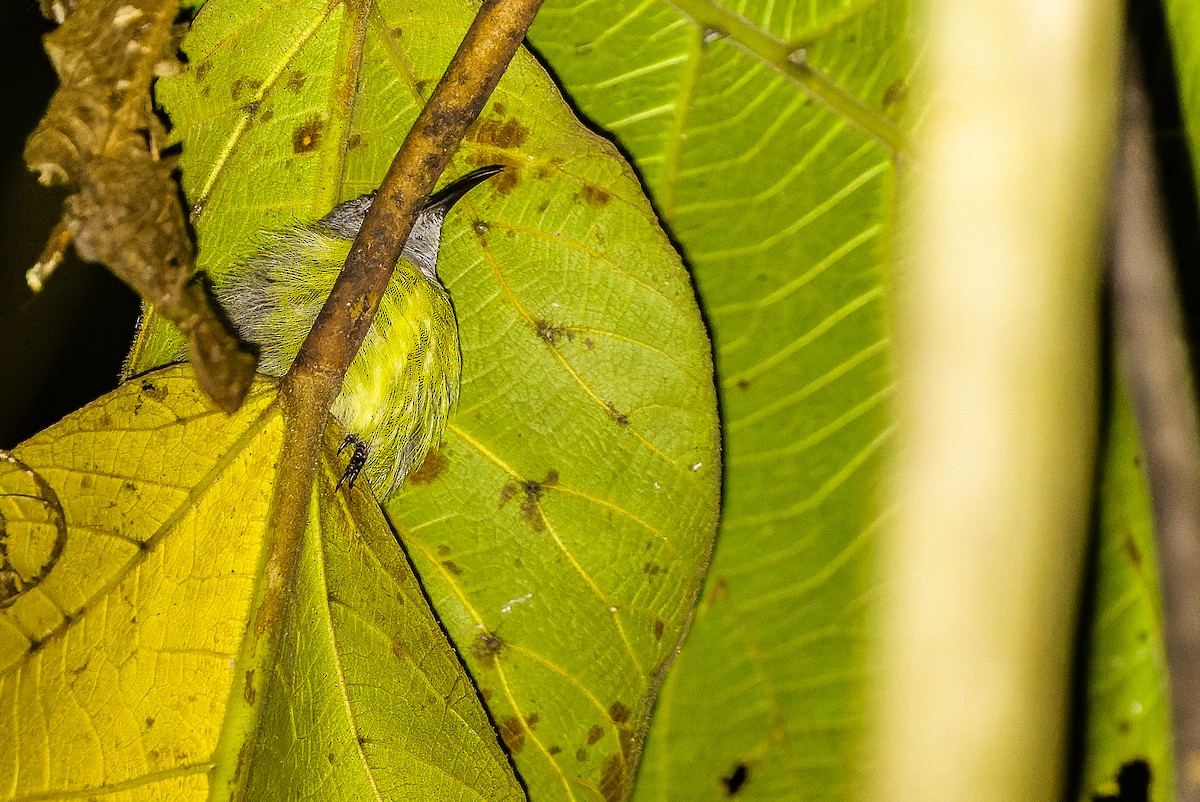 Pygmy Longbill - ML616450754